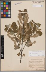 Foto von Salix cinerea L.